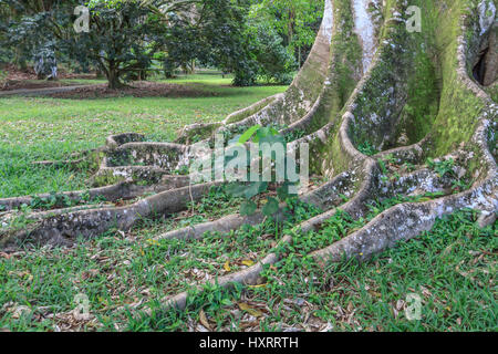 Ho'omaluhia Botanischer Garten auf der windzugewandten Seite von Oahu hawaii Stockfoto