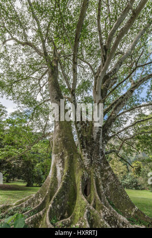 Ho'omaluhia Botanischer Garten auf der windzugewandten Seite von Oahu hawaii Stockfoto