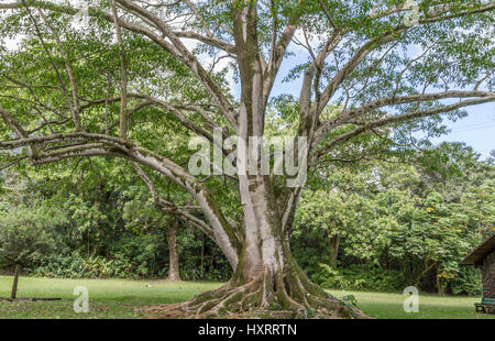 Ho'omaluhia Botanischer Garten auf der windzugewandten Seite von Oahu hawaii Stockfoto