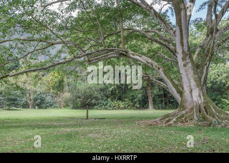 Ho'omaluhia Botanischer Garten auf der windzugewandten Seite von Oahu hawaii Stockfoto