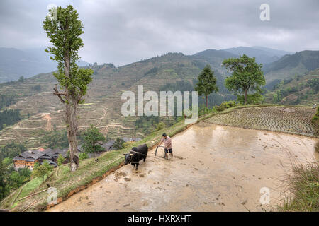 Zhaoxing Dong Dorf, Guizhou Provinz, China - 9. April 2010: Chinesische Bauer mit Bull Pflügen überflutete Reisfeld. Stockfoto