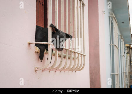 Kleinen schwarzen Welpen sitzen in der Fenster und Blick durch Fenstergitter auf der Straße Stockfoto