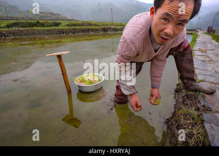 Xijiang Miao Dorf, Provinz Guizhou, China - 18. April 2010: Bauer Mann beschäftigt mit Pflanzen Reis ernten im Südwesten Chinas, Landwirt arbeiten an Flut Stockfoto