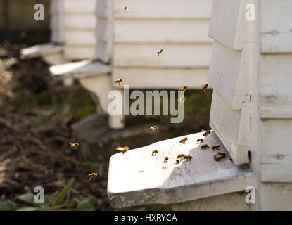 Fliegen von White Hives mit einem lebhaften Verkehr der Bienen Summen und den Bienenstock in ihrer Jagd nach Nahrung, Pollen Stockfoto