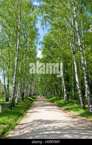 Birke-Gasse in Yasnaya Polyana, das ehemalige Anwesen des Schriftstellers Leo Tolstoy Stockfoto