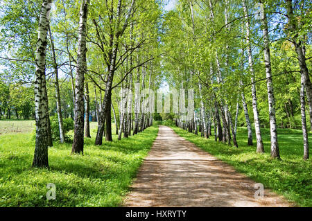 Birke-Gasse in Yasnaya Polyana, das ehemalige Anwesen des Schriftstellers Leo Tolstoy Stockfoto