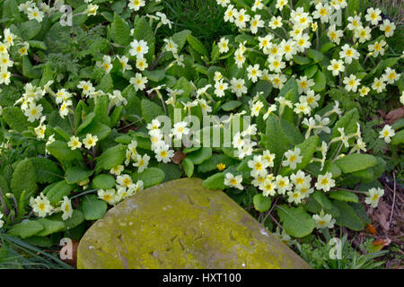 Primeln Primula Vulgaris wächst in Norfolk Kirchhof UK Stockfoto
