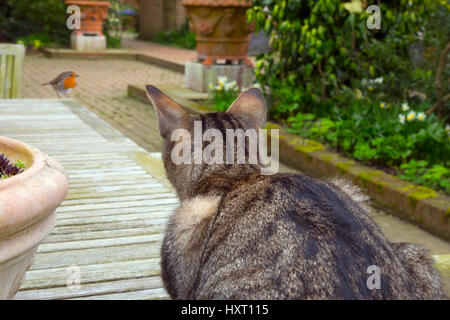 PET-Tabby Katze beobachten Robin im Garten Frühjahr Norfolk (Montage) Stockfoto