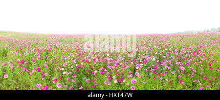Schönes Panorama des Kosmos Blumen Feld isoliert auf weißem Hintergrund Stockfoto