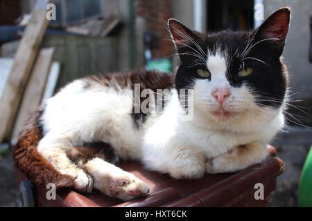 Katze schläft auf Klavier im Garten an einem sonnigen Tag Stockfoto