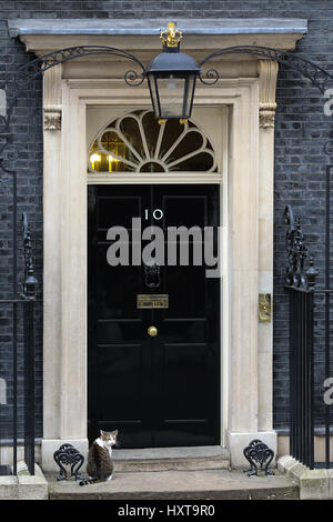 Downing Street, London. UK 29. März 2017 - 10 Jahre alt, Larry ist der Chief Mouser auf den Stufen des Nr. 10 Downing Street. Bildnachweis: Dinendra Haria/Alamy Live-Nachrichten Stockfoto