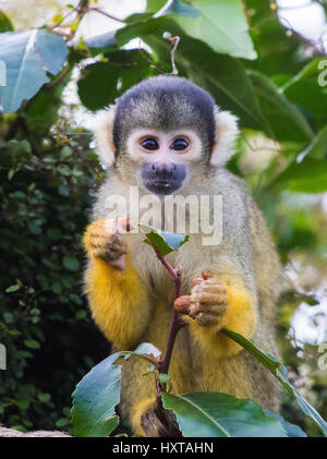 London, UK. 30. März 2017. ZSL London Zoo Truppe von Totenkopfaffen (Samiri Boliviensis) feiern den 35. Jahrestag der Rod Campbell Kinder-und Jugendbuch, Liebe Zoo, mit ihrer ganz eigenen Puzzlebox, im Stil des Buches erkennbar rote Kiste nach Maß. Bildnachweis: Paul Davey/Alamy Live-Nachrichten Stockfoto