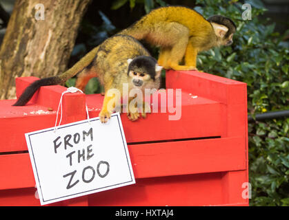 London, UK. 30. März 2017. ZSL London Zoo Truppe von Totenkopfaffen (Samiri Boliviensis) feiern den 35. Jahrestag der Rod Campbell Kinder-und Jugendbuch, Liebe Zoo, mit ihrer ganz eigenen Puzzlebox, im Stil des Buches erkennbar rote Kiste nach Maß. Bildnachweis: Paul Davey/Alamy Live-Nachrichten Stockfoto