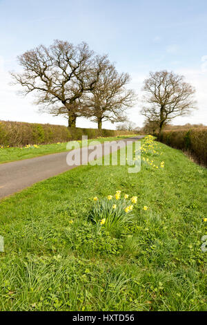 Honeydon Bedfordshire, UK. 30. März 2017. Narzissen sind in voller Blüte auf einer Blumen gesäumten Straße am Rande des Dorfes Honeydon Temperaturen 21 ° c am heißesten Tag des Jahres so weit erreicht. East Anglia wird voraussichtlich am wärmsten auf der UK-Wetter bei ungewöhnlich warmen Temperaturen erleben. Bildnachweis: Julian Eales/Alamy Live-Nachrichten Stockfoto