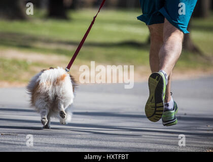 Frankfurt am Main, Deutschland. 30. März 2017. Ein Mann und sein kleiner Hund Spitz gehen Joggen entlang des Flusses Main in Frankfurt am Main, 30. März 2017. Foto: Frank Rumpenhorst/Dpa/Alamy Live News Stockfoto