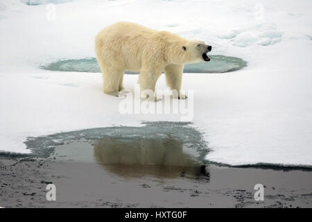 Alexandra Land, Russland. 29. März 2017. Ein Eisbär brüllt bei Sewernaja-Bucht an Alexandra Land 29. März 2017 im Archipel Franz-Josef-Land, Russland. Der russische Präsident Vladimir Putin besucht die abgelegenen arktischen Inseln russischen Ansprüche auf die Regionen natürlichen Ressourcen zu fördern. Bildnachweis: Planetpix/Alamy Live-Nachrichten Stockfoto