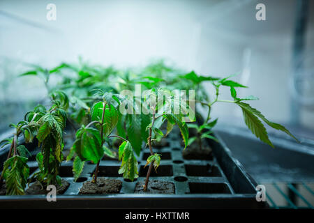 jungen Cannabis Pflanzen wachsen in einem Plastikbehälter unter einem Grow Licht an einer indoor Colorado wachsen. Stockfoto