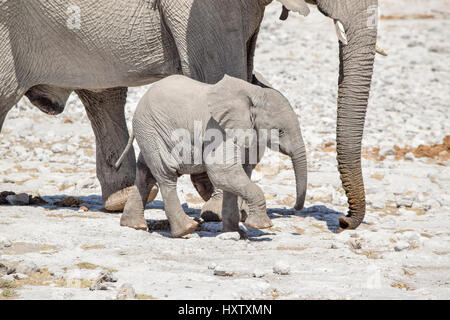 sonnigen trockenen Savanne Landschaft einschließlich einer afrikanischen Busch Elefanten Cub in der Nähe seiner Mutter gesehen in Namibia Stockfoto