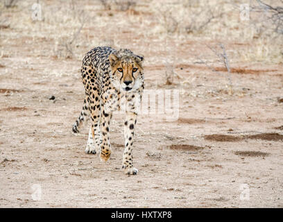 Savanne Landschaft einschließlich ein Geparden in Namibia, Afrika Stockfoto