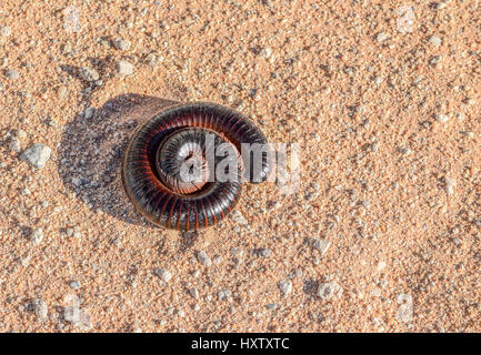 riesige aufgerollt Tausendfüßler auf sandigem Boden in Namibia, Afrika Stockfoto