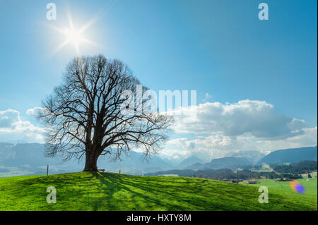 Einsamer Baum auf dem Grünen Hügel, blauer Himmel, Wolken und Berge Stockfoto