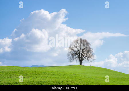 Einsamer Baum auf dem Grünen Hügel, blauer Himmel und weiße Wolken Stockfoto