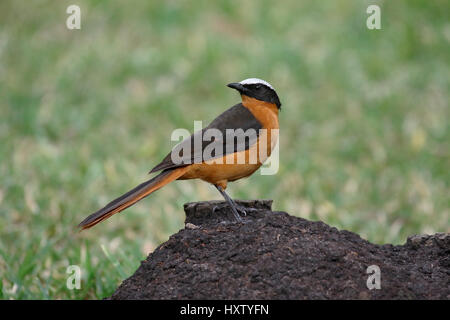 White-crowned Robin-Chat, Cossypha Albicapilla einziger Vogel auf Zweig, Gambia, März 2017 Stockfoto