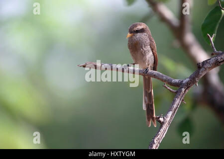 Gelb-billed Würger, Corvinella Corvina, einziger Vogel auf Zweig, Gambia, März 2017 Stockfoto