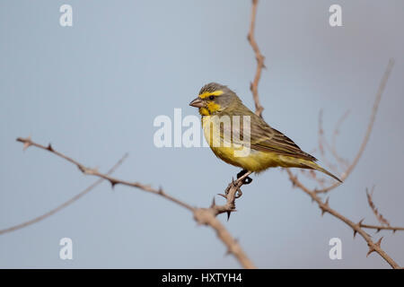 Gelb-fronted Canary, Serinus Mozambicus, einziger Vogel auf Zweig, Gambia, Februar 2016 Stockfoto
