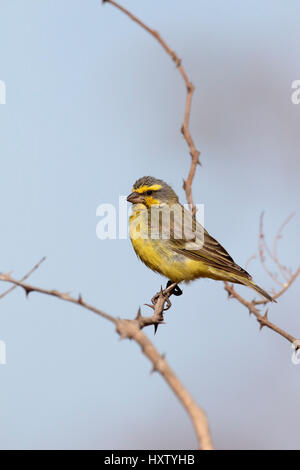 Gelb-fronted Canary, Serinus Mozambicus, einziger Vogel auf Zweig, Gambia, Februar 2016 Stockfoto