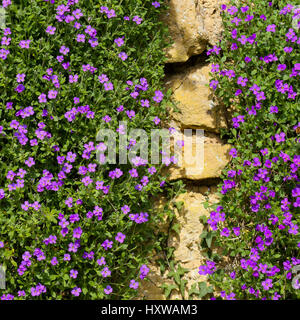 Lobelia Erinus lila Magenta Blümchen auf dem Stein Wand Zaun Hintergrund Stockfoto