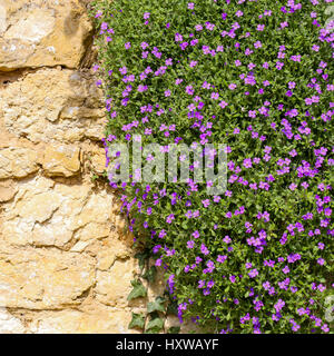 Lobelia Erinus lila Magenta Blümchen auf dem Stein Wand Zaun Hintergrund Stockfoto
