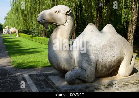 Statue eines stehenden Kamels in der allgemeinen Heiligen Weg die Ming-Gräber. Es wurde zwischen 1435 und 1540 errichtet. Shisanling, Peking, China Stockfoto