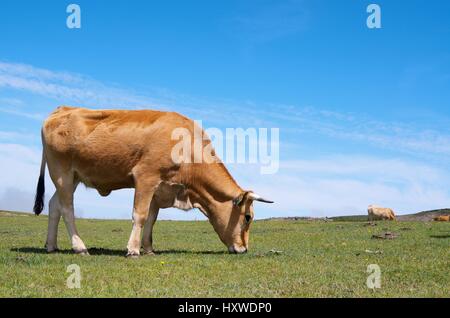 Spitze der eine grasende Kühe auf einer Wiese in Lagos de Covadonga, Asturien, Spanien Stockfoto