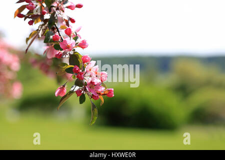 Schöner Hintergrund eine Zier Apfel Baum Blumen auf einem Ast mit Blick auf grüne defokussierten Frühlingsgarten. Textfreiraum rechts, geeignet für backgr Stockfoto