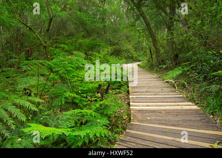 Ein Weg durch üppigen Regenwald in der Garden Route National Park in Südafrika. Stockfoto