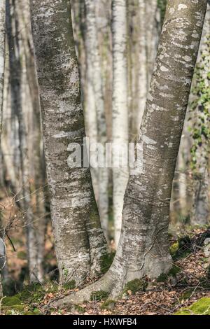 Blick auf La Fageda Höhle Jorda, einen Wald aus buchen, in der Garrotxa Volcanic Zone Natural Park in Olot, Spanien Stockfoto