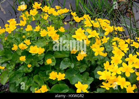 Maesh Ringelblumen Clatha Palustris gelbe Blumen im Frühling wächst an der Seite eines Teiches Carmarthenshire Wales Uk Stockfoto