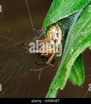 Blatt-Eisstockschießen-Spinne (Phonognatha Graeffei) mit Beute, New-South.Wales, NSW, Australien Stockfoto