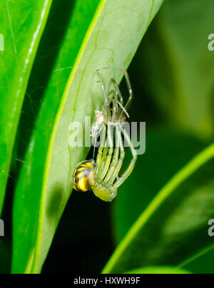 Silber Kugel weben Spinne oder Silver Orb Weaver (Leucauge Granulata) während der Mauser, New-South.Wales, NSW, Australien Stockfoto