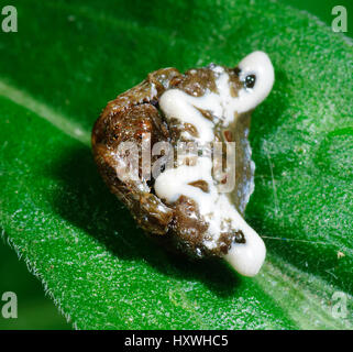 Kleine Vogel-Dropping Spider (Arkys Curtulus), New-South.Wales, NSW, Australien Stockfoto