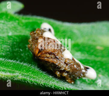 Kleine Vogel-Dropping Spider (Arkys Curtulus), New-South.Wales, NSW, Australien Stockfoto