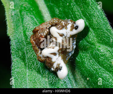 Kleine Vogel-Dropping Spider (Arkys Curtulus), New-South.Wales, NSW, Australien Stockfoto