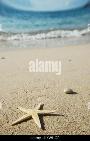 Seestern am Meer in Milna Stadt gelegen auf der Insel Hvar, die längste und sonnigsten kroatischen Insel. Stockfoto