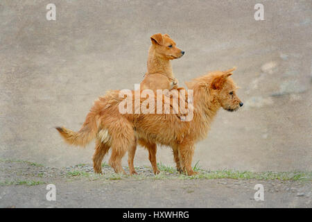 Zwei verspielte Hunde In den Straßen von Xiahe, Provinz Gansu, China Stockfoto