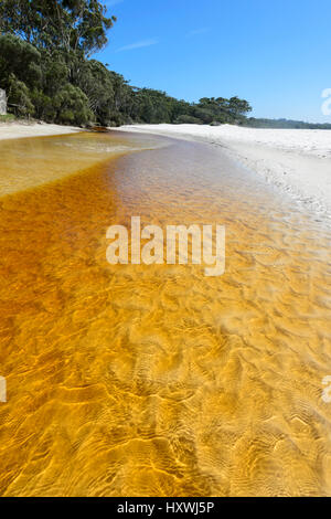 Tannin-gefärbten Bach fließt ins Meer bei Green Patch Beach, Booderee Nationalpark, Jervis Bay, New South Wales, NSW, Australien Stockfoto