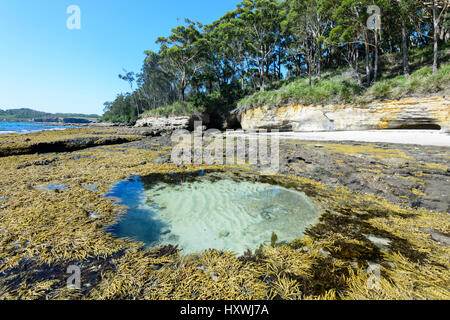 Kreisförmige Felsenpool und Algen in Murrays Strand, Booderee National Park, Jervis Bay, New South Wales, NSW, Australien Stockfoto
