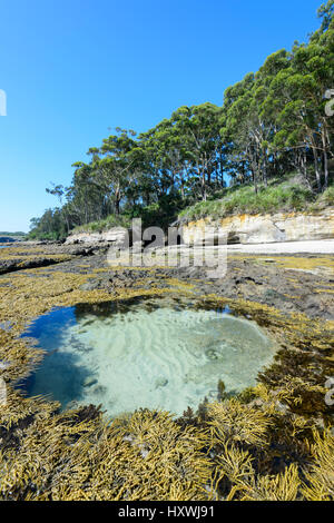 Kreisförmige Felsenpool und Algen in Murrays Strand, Booderee National Park, Jervis Bay, New South Wales, NSW, Australien Stockfoto