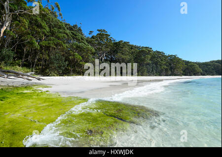 Südlichen Ende von Murrays Beach, einem weißen Sandstrand im Booderee National Park, Jervis Bay, New South Wales, NSW, Australien Stockfoto