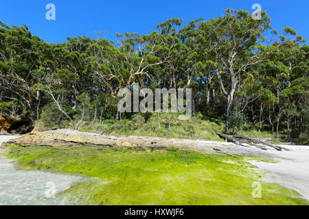 Markante grüne Algen wachsen auf Felsen am Murrays Beach, Booderee Nationalpark, Jervis Bay, New South Wales, NSW, Australien Stockfoto